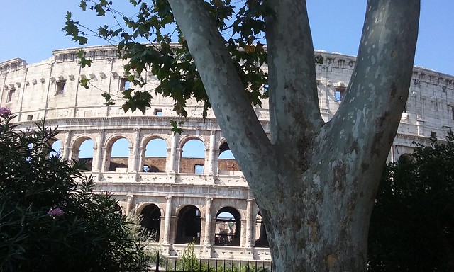 Colosseum With Tree