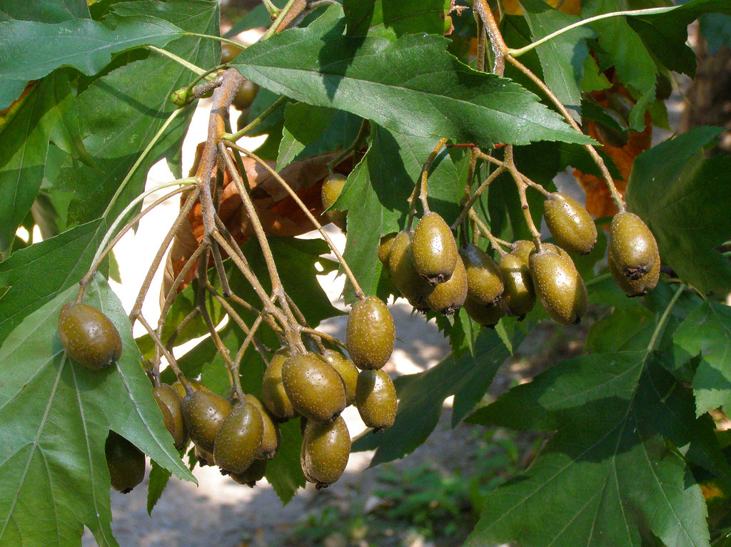 Fruits of Chinese hawthorn (Crataegus cuneata)