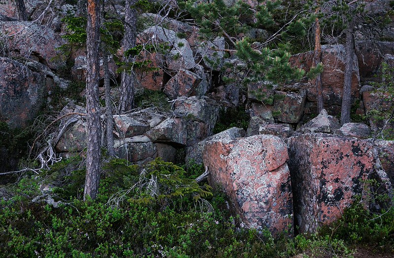 20180523-091F | Die Farben des Skule: Roter Nordingrå-Granit (Rapakivi) und dunkelgrüne Taiga. Höga Kusten, Ångermanland / Schweden, 23.05.2018
