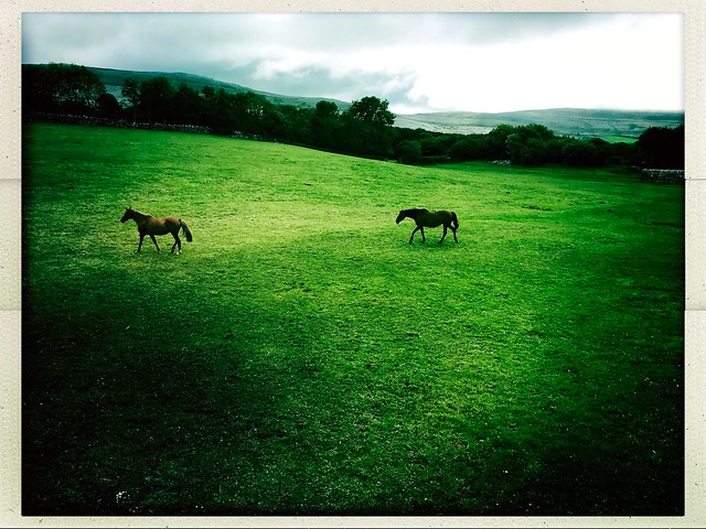 WILD HORSES OF IRELAND!