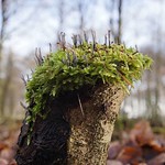 Totholz mit Moos und Geweihförmiger Holzkeule (Xylaria hypoxylon) im Hiesfelder Wald