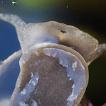 Maul einer Spitzschlammschnecke (Great Pond Snail, Lymnaea stagnalis)