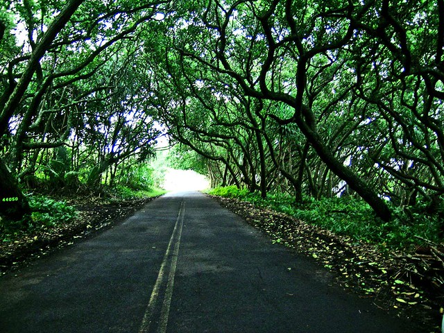 Tree Tunnels along Kalapana-Kapoho Road.