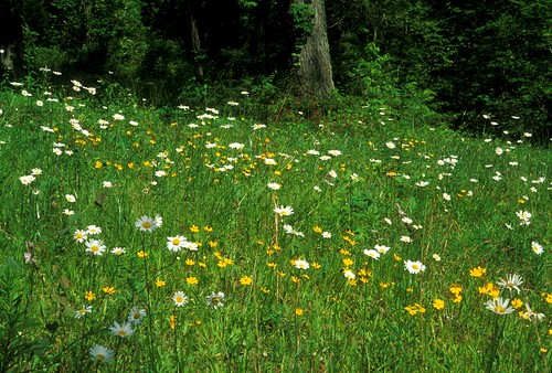 flowers alabama canyon fujivelvia bankheadnationalforest campmcdowell