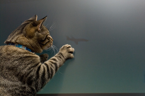 Cat grab | by Markaag