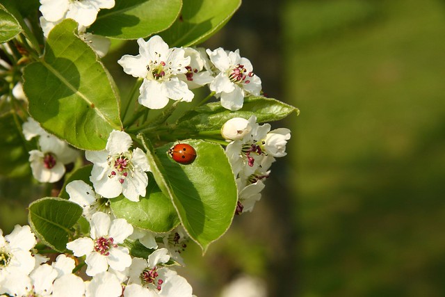 lady beetle in spring