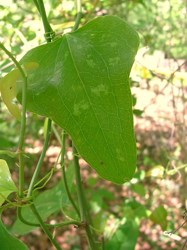 devils millhopper | by spakattacks