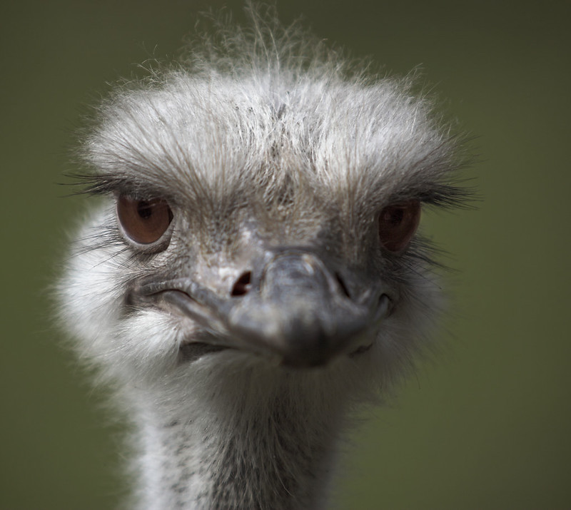Ostriches / Struthionidae bird family | DiBird.com