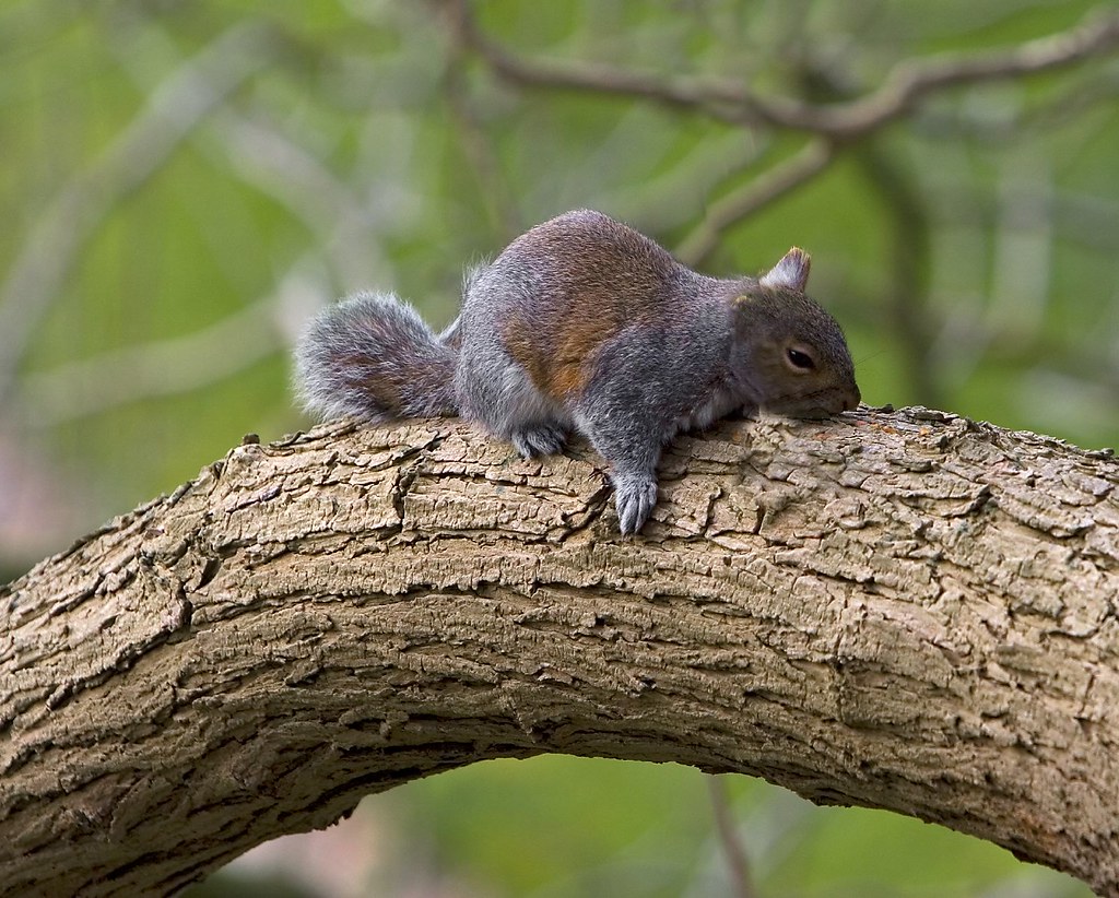 Slightly Deformed Squirrel | Sleeping against a small twig w… | Flickr