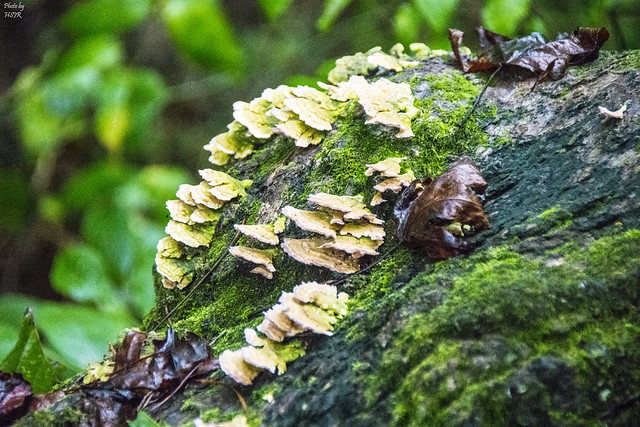Fungus on Tree 080418 - 1