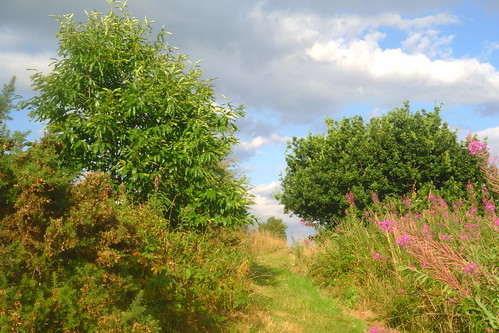 wales newport gwent gaer hillfort landscape clouds path flowers willowherb rosebaywillowherb