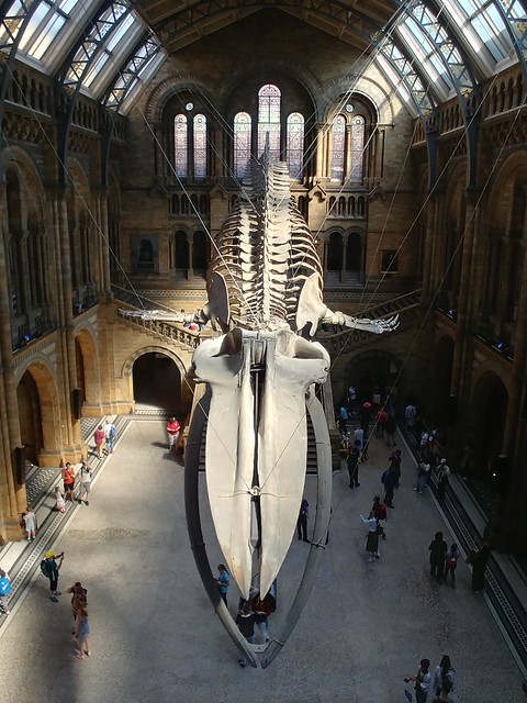Blue Whale (Balaenoptera Musculus), Natural History Museum, Cromwell Road, South Kensington, London (1)