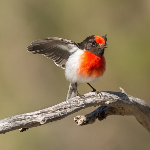 Red Capped Robin | by Andy Smylie
