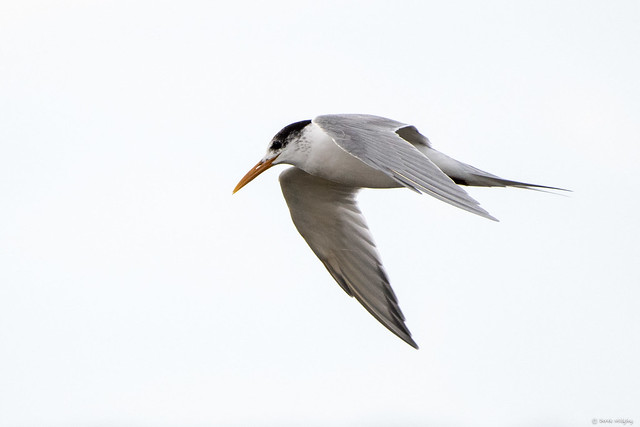White-fronted Tern : Flying for Friday