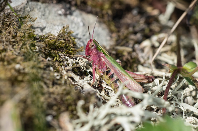 Pink Grasshopper  [Explore]