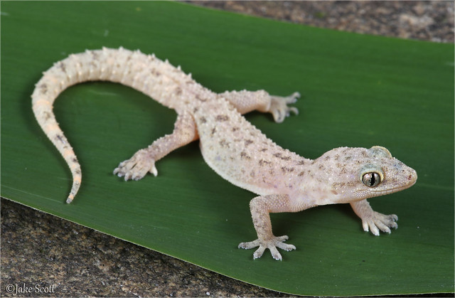 Sri Lankan Spotted House Gecko (Hemidactylus parvimaculatus)