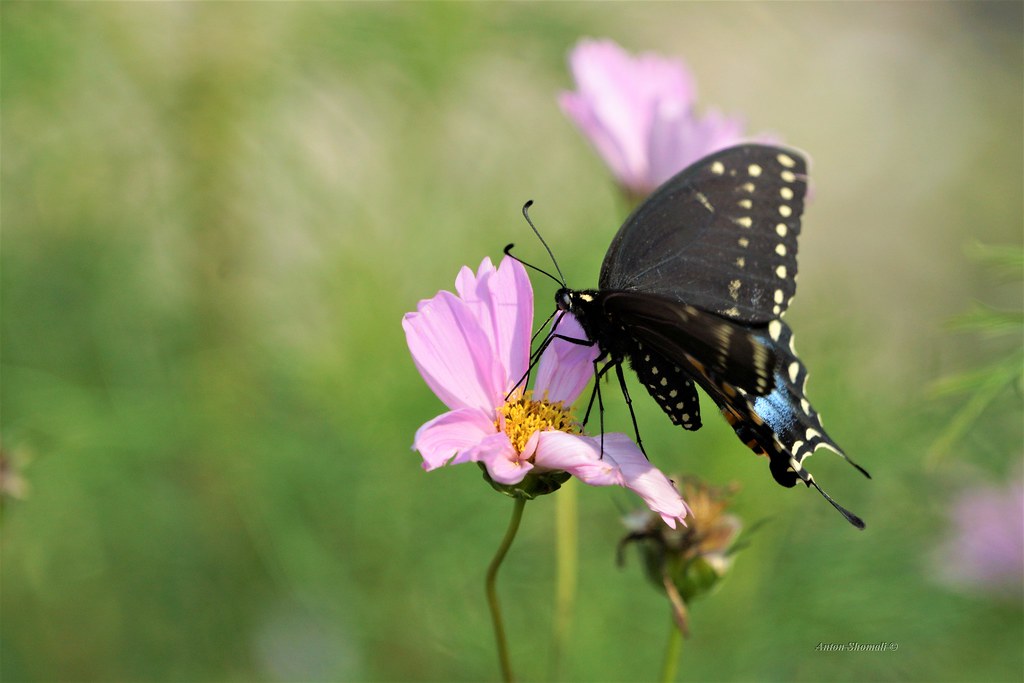 Cosmos Flower Cosmos Flowers And Black Swallowtail Butterf Anton Shomali Flickr