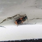 Zweifleckiger Warzenkäfer (Two-spotted Warty Beetle, Anthocomus bipunctatus)