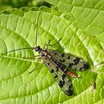 Gemeine Skorpionsfliege (Willow Scorpionfly, Panorpa vulgaris), Weibchen