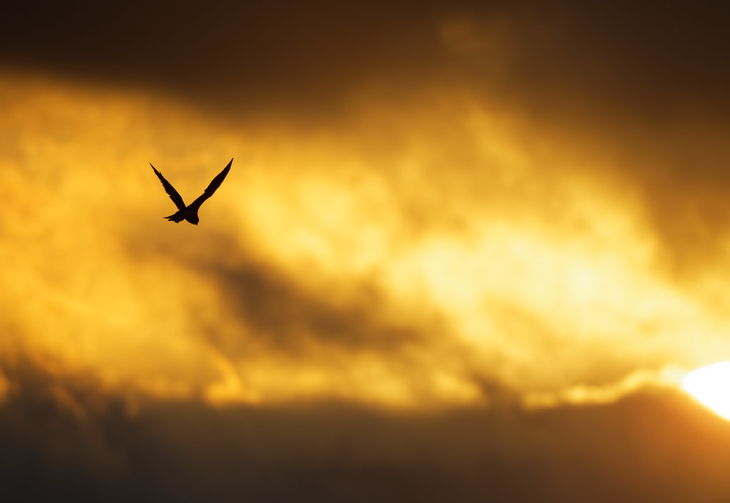 white-tailed kite hunting as the sun set