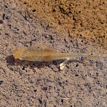 Sommer-Feenkrebs (Fairy shrimp, Branchipus schaefferi), Männchen