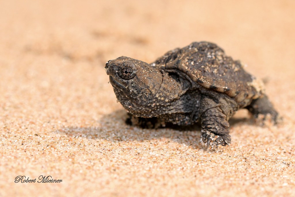Babyschnappschildkröte