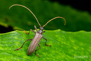 Longhorn beetle (Dorcasominae) - DSC_1984