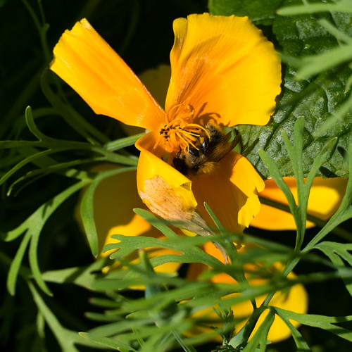 Bumblebee on Californian poppy