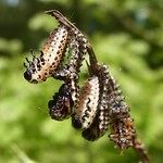 Gefleckter Weidenblattkäfer (Willow Leaf Beetle, Chrysomela vigintipunctata), sich häutende Larven