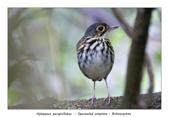 Spectacled antpitta