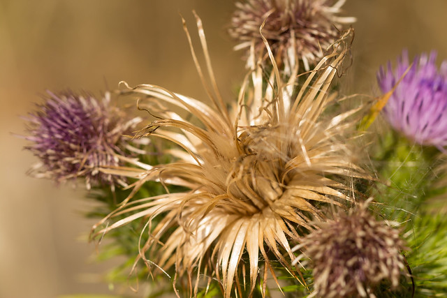 Faded thistle