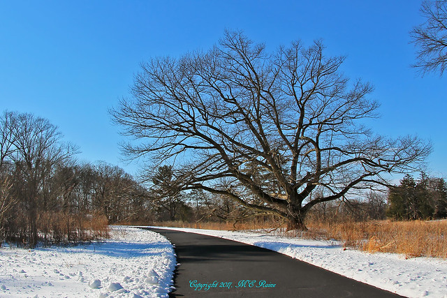 State Champion Oak Tree in Winter at Duke Farms Nature Preserve of Hillsborough NJ