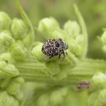 Garten-Blattschaber (Mullein Weevil, Cionus hortulanus)