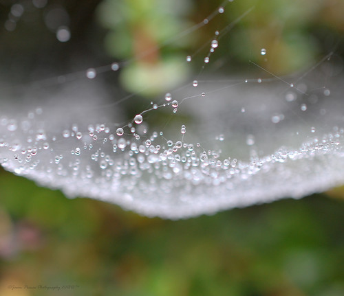 nikon d40 spiders web macro water droplets