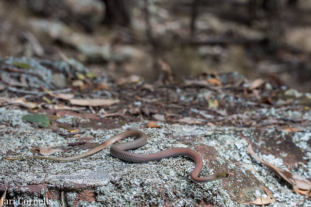 Yellow-faced Whip Snake (Demansia psammophis)