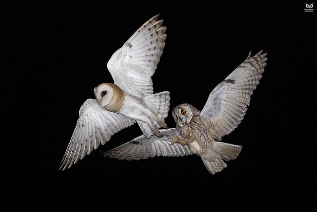 Bufo-pequeno, Long-eared Owl(Asio otus) vs Coruja-das-torres, Barn Owl (Tyto alba)