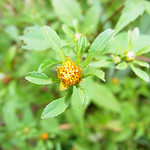 Dreiteiliger Zweizahn (Trifid Bur-marigold, Bidens tripartita) in der Flehbachaue
