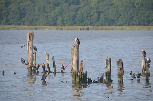 abandoned dock pier ferryslip pilings birds waterfowl piermontny rocklandcountyny