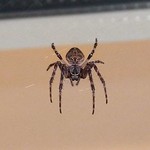 Weibliche Brückenkreuzspinne (Bridge Spider, Larinioides sclopetarius)