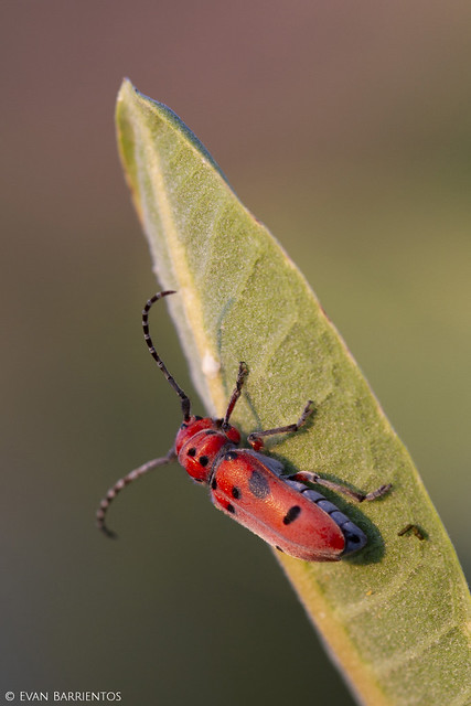 Red Milkweed Bug