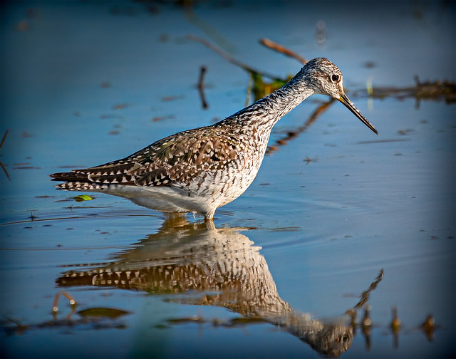 Greater Yellowlegs Hunting for the Yummy Bits