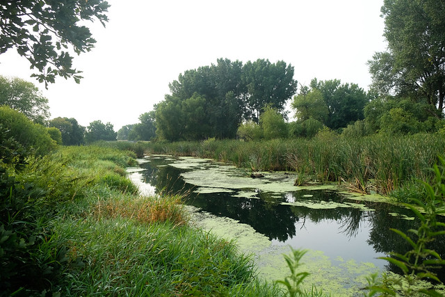Shingle Creek Regional Trail, Minneapolis 8/18/18 #wetlands