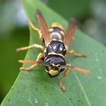 Gallische Feldwespe (European Paper Wasp, Polistes dominula)
