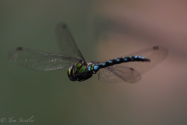 Southern Hawker - Libelle - Dragonfly