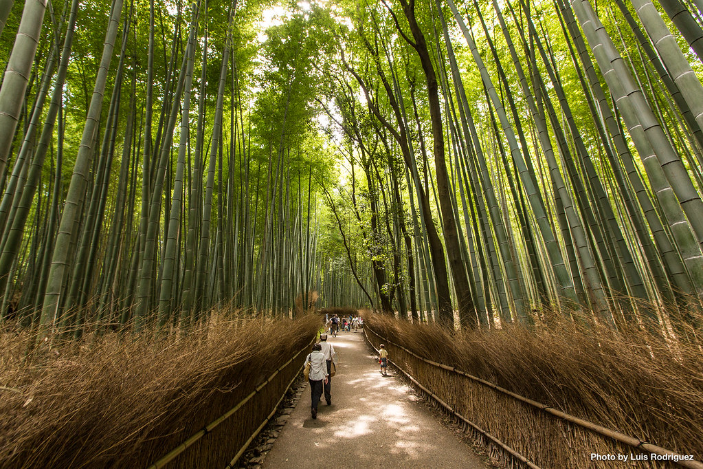 El bosque de bamb&uacute; es uno de los lugares m&aacute;s concurridos de Arashiyama