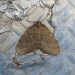 Kleiner Frostspanner (Winter Moth, Operophtera brumata), Männchen