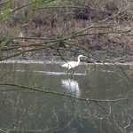 Silberreiher (Great Egret, Egretta alba), Belegbild