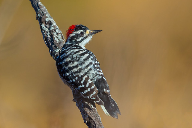 Nuttall's Woodpecker (X89_9990-1)