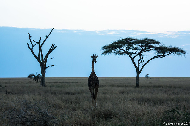 Giraffe at 6.45am