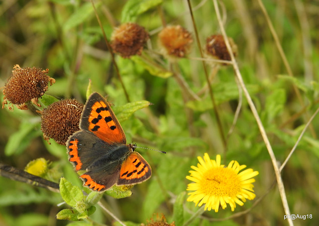 Small copper, showing off. 